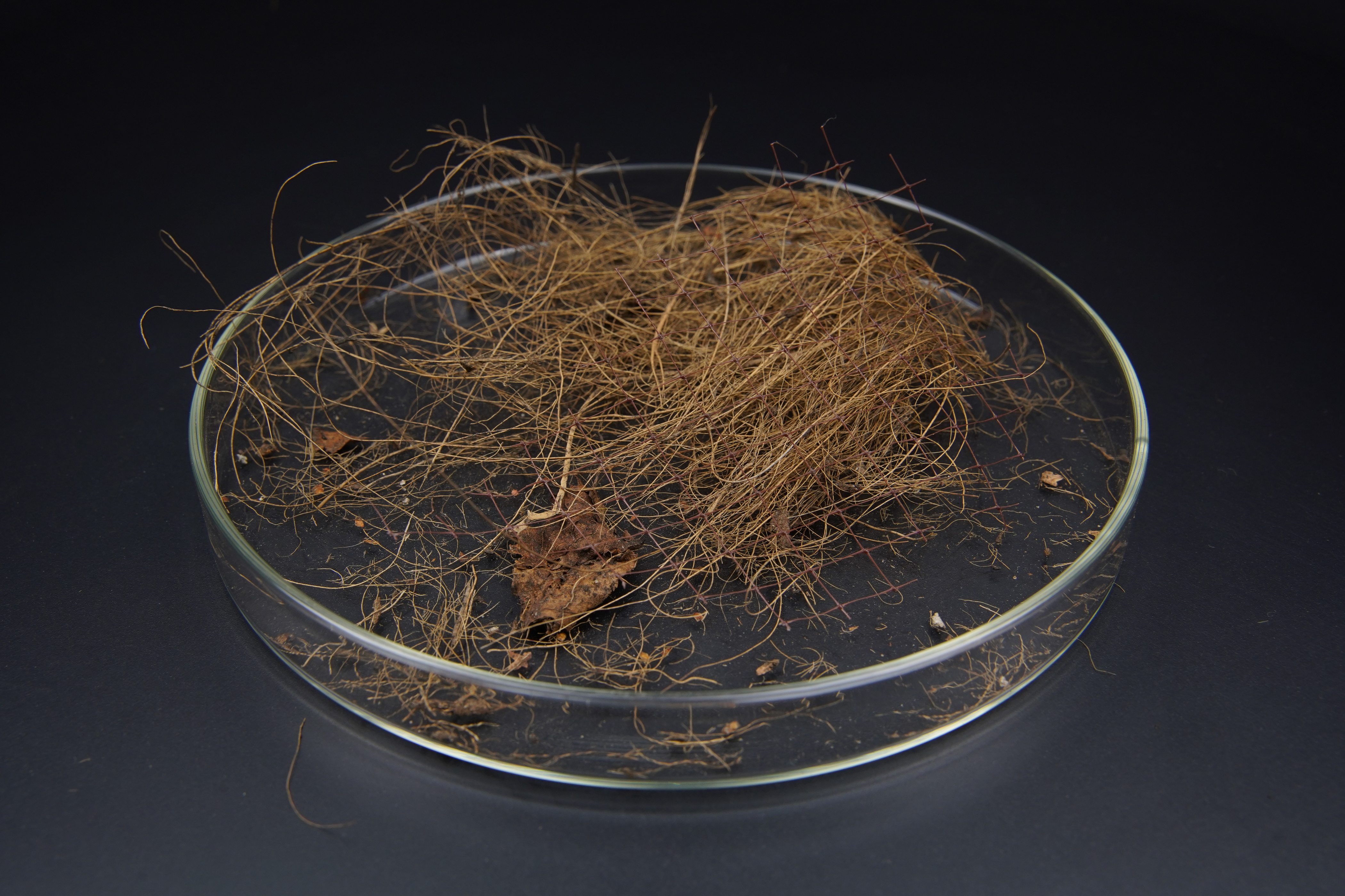 Probendarstellung: Getrocknete Kokosfasern aus einer Biofilteranlage